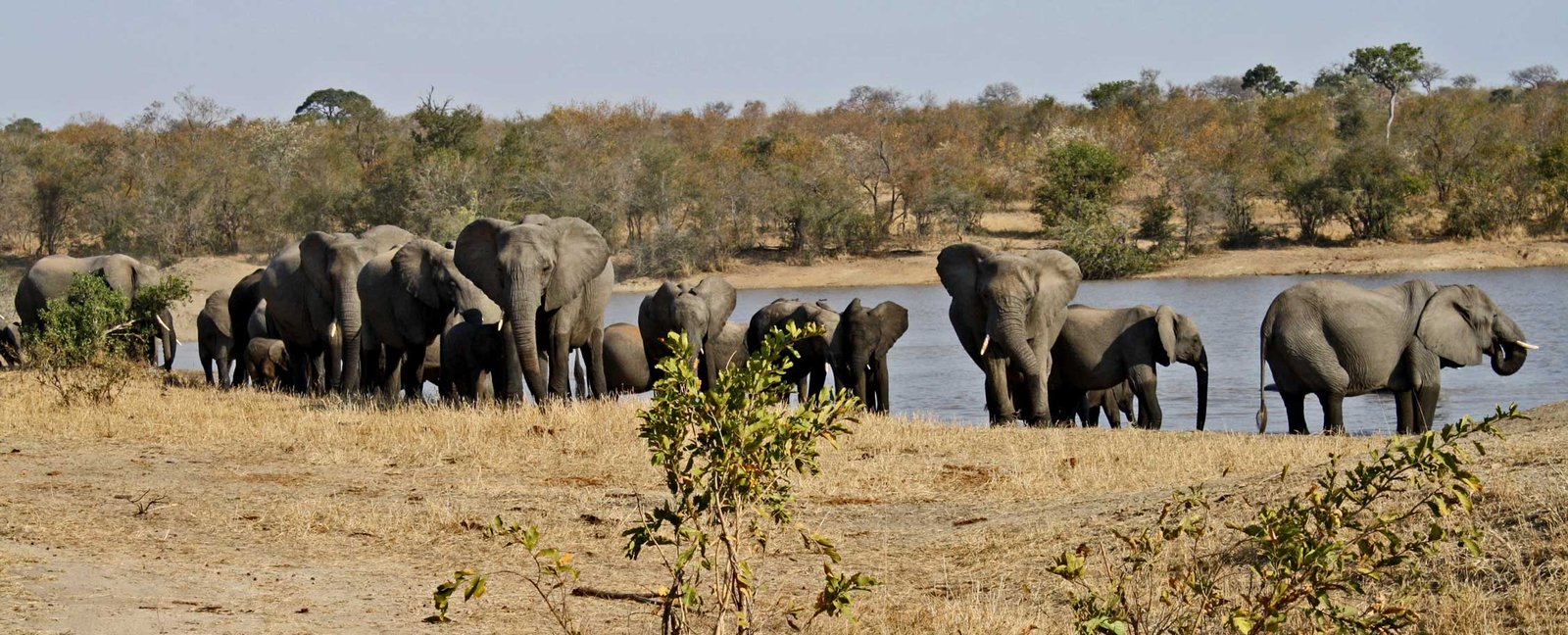 Elephants