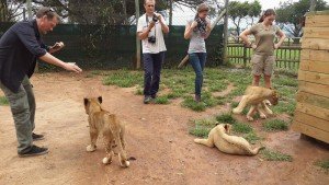 Lion Park Cubs