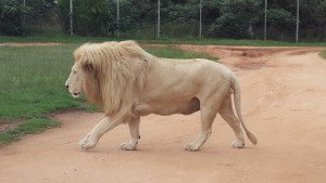 Lion Park