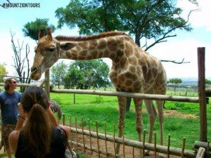 Lion Park Giraffe