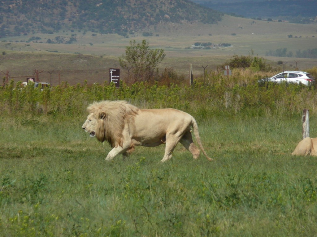 Personalized Rhino and Lion Park Safari Tour