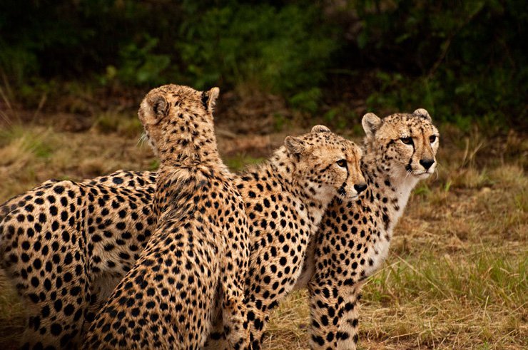 DE WILDT CHEETAH SANCTUARY