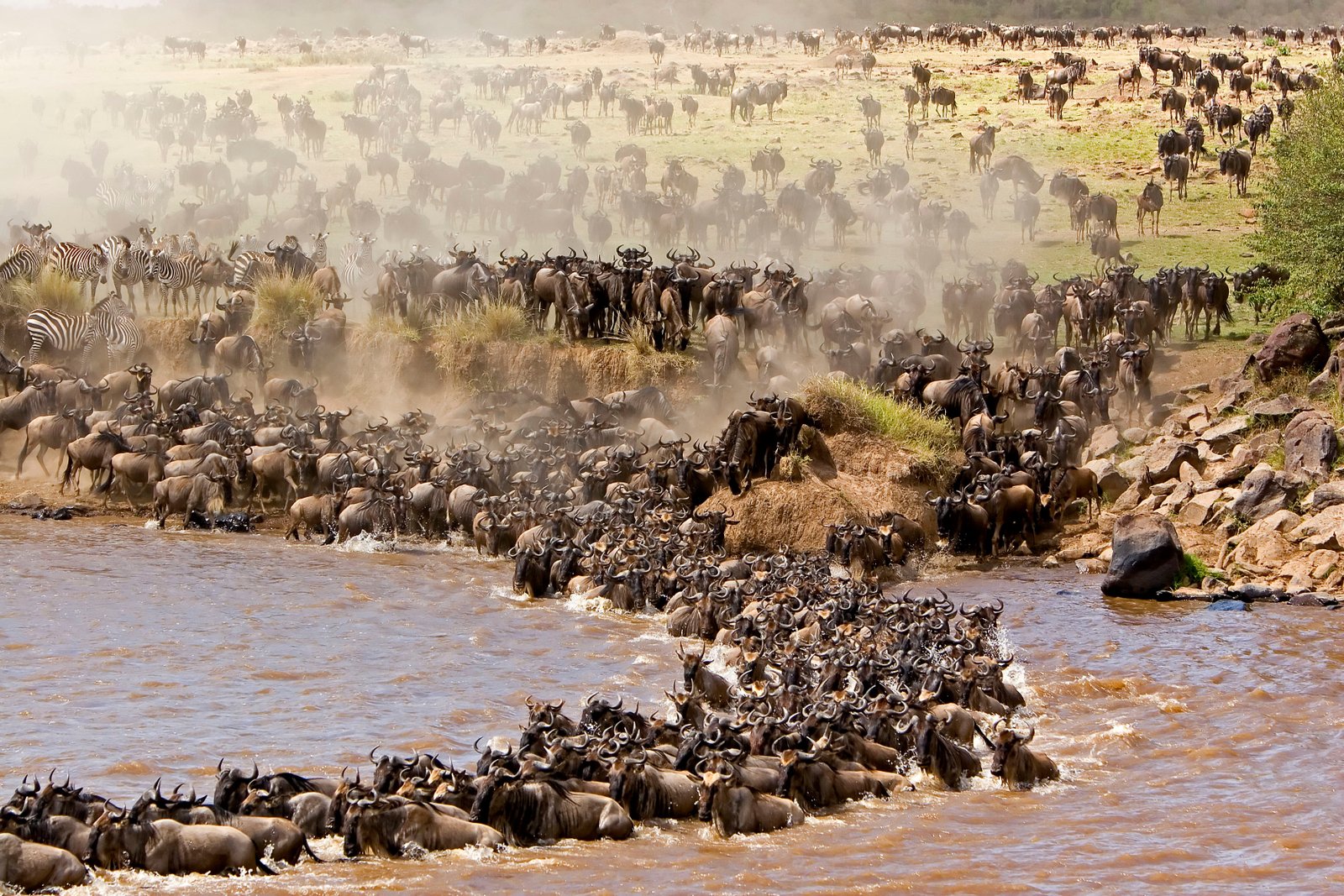 Magnificence of Wildebeest Migration