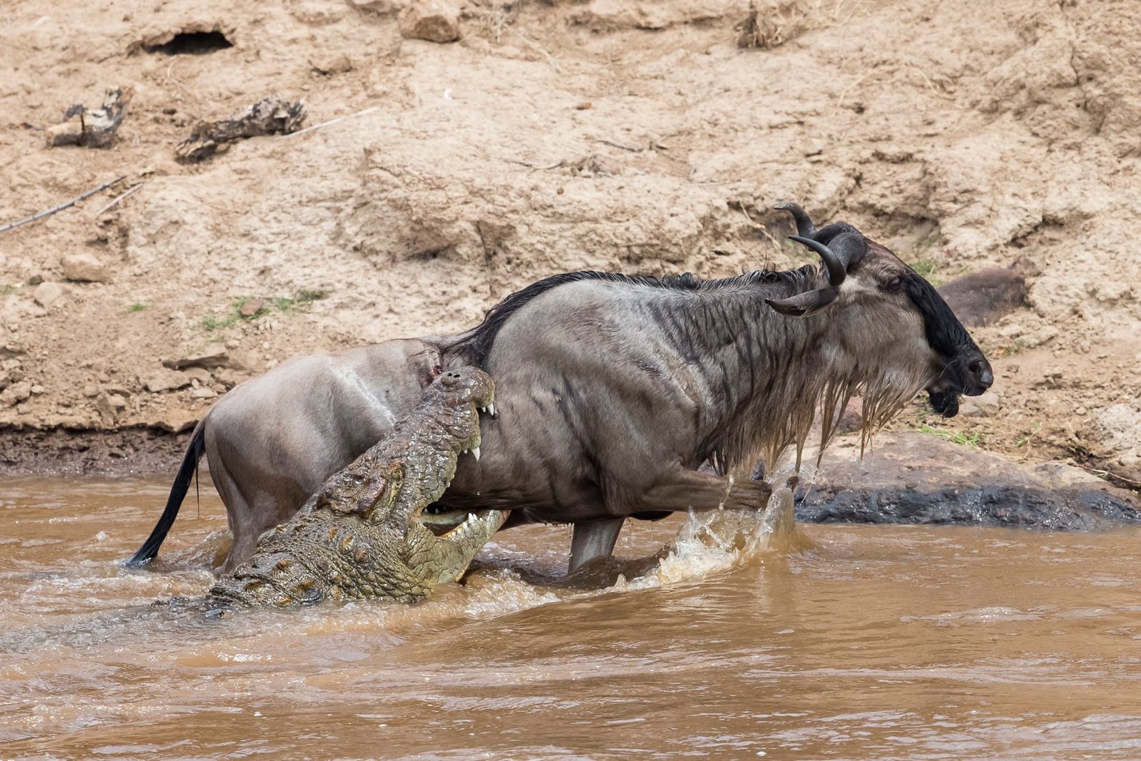 magnificent wildlife