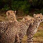 DE WILDT CHEETAH SANCTUARY